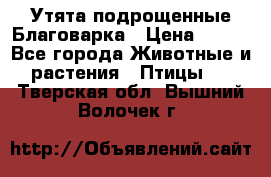 Утята подрощенные Благоварка › Цена ­ 100 - Все города Животные и растения » Птицы   . Тверская обл.,Вышний Волочек г.